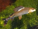 Grayling in the grass